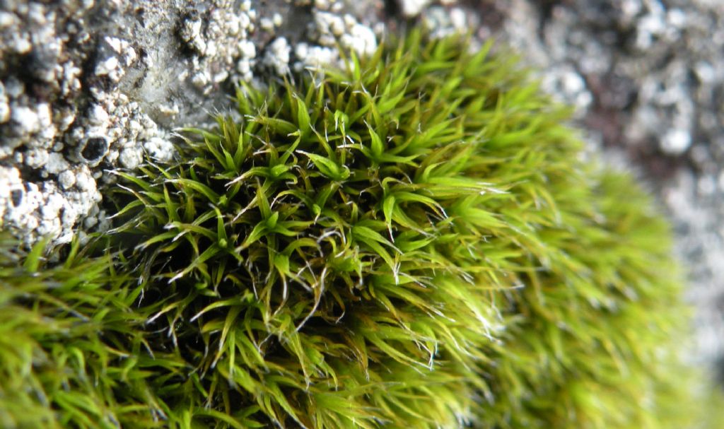 Grimmia sp dalla Val d''Aosta